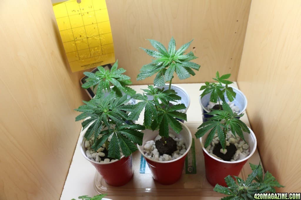 how many plants can a medical patient grow in canada