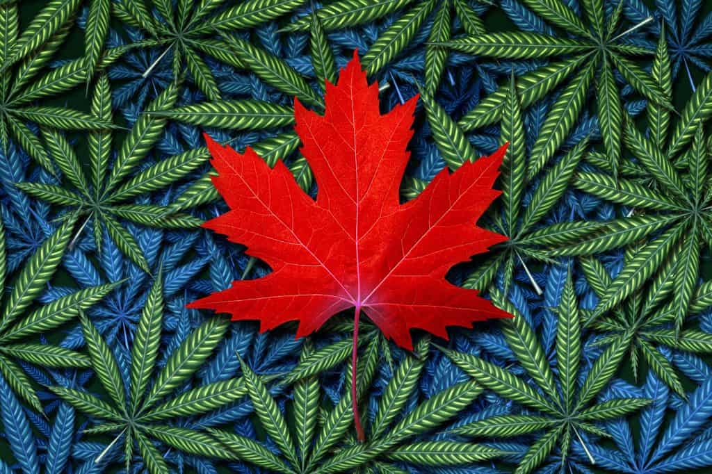 Maple leaf and cannabis for ACMPR