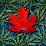 Maple leaf and cannabis for ACMPR