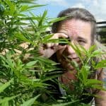 man inspecting cannabis plants