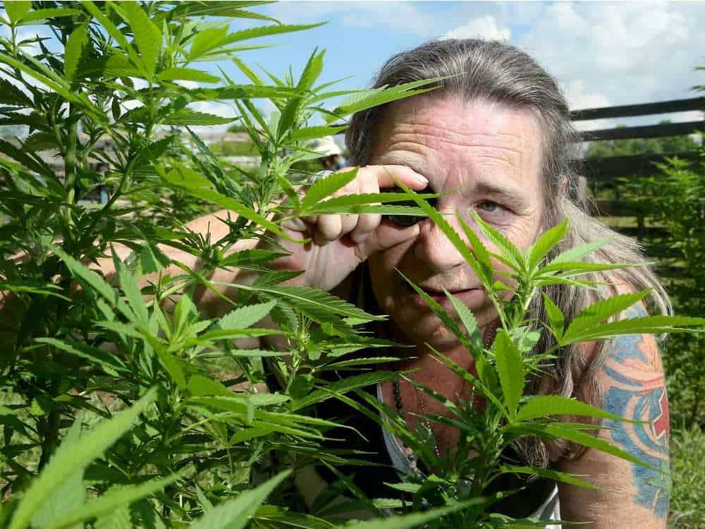man inspecting cannabis plants