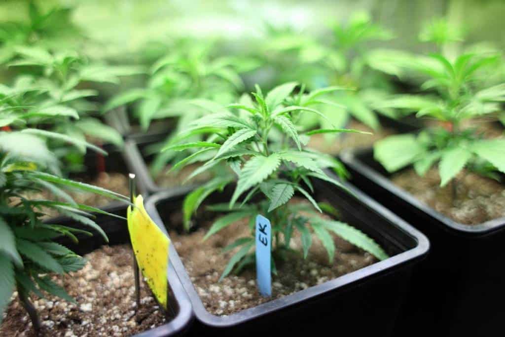 5 Health Canada Medical Marijuana Facts You Probably Didn