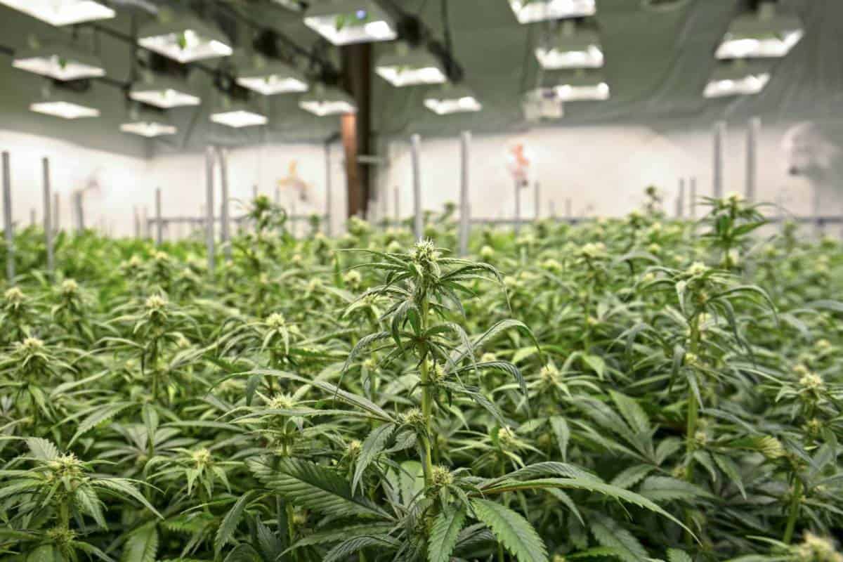 ACMPR License to Grow Medical Marijuana Canada