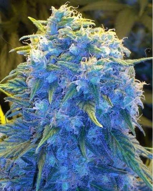 blue dream by cali connection