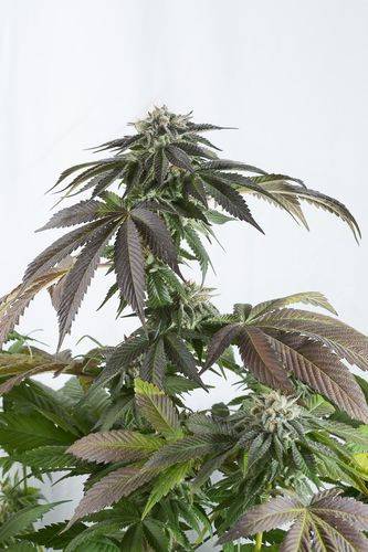 bubba kush by seedsman
