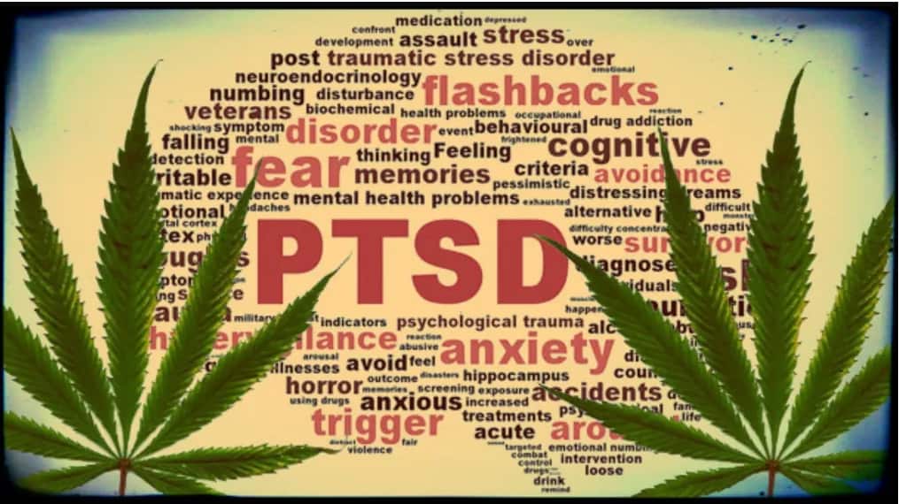 marijuana for ptsd