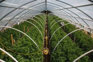 Grow Medical Marijuana Canada