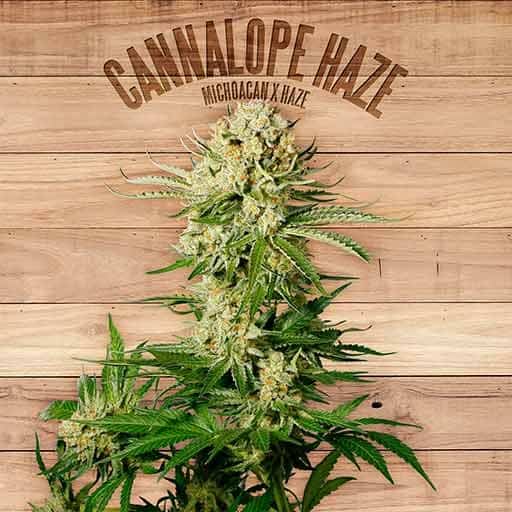 cannalope haze by dna genetics