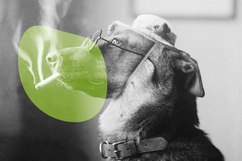 dog getting high