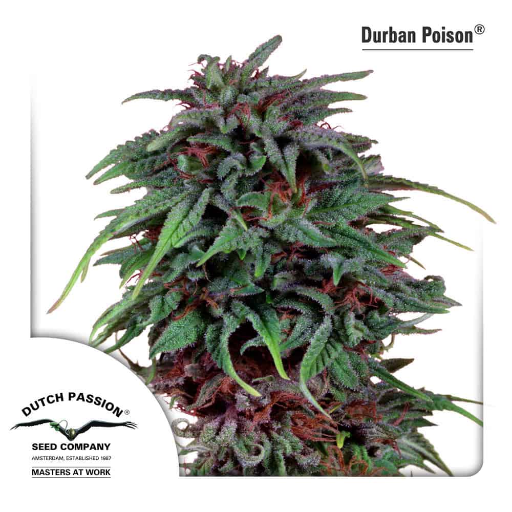 durban poison by dutch passion