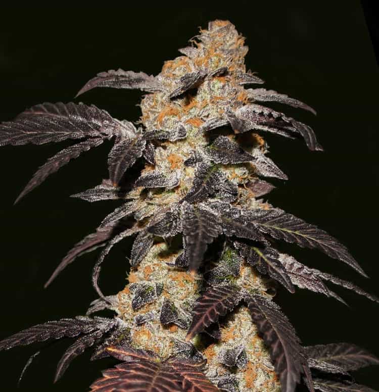 strawberry glue by t.h. seeds
