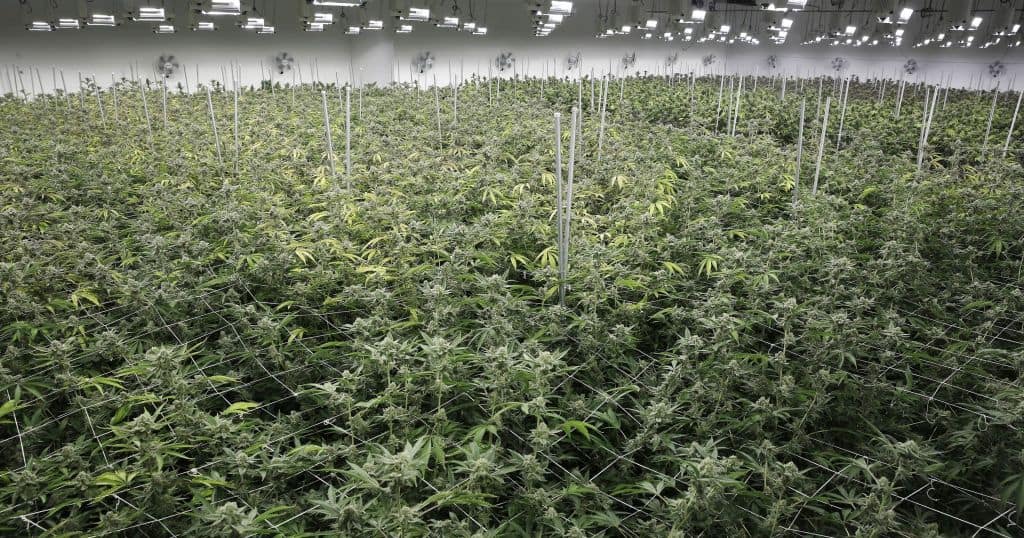 how to grow medical cannabis