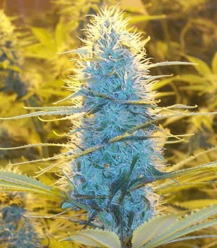 white widow by nirvana seeds