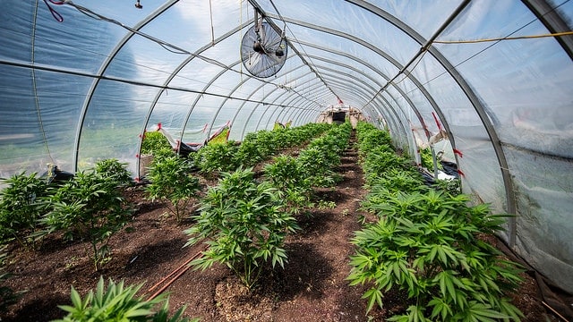 greenhouse weed plants