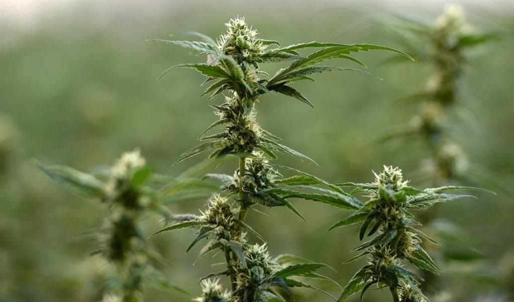 weed plant