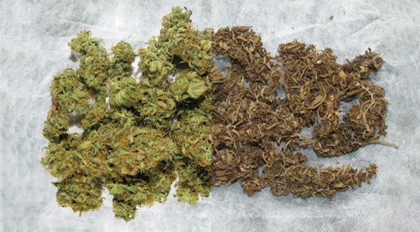 good weed vs bad weed