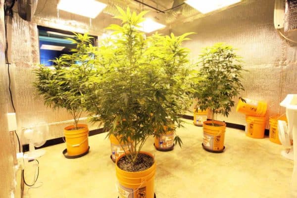 medical marijuana grow room