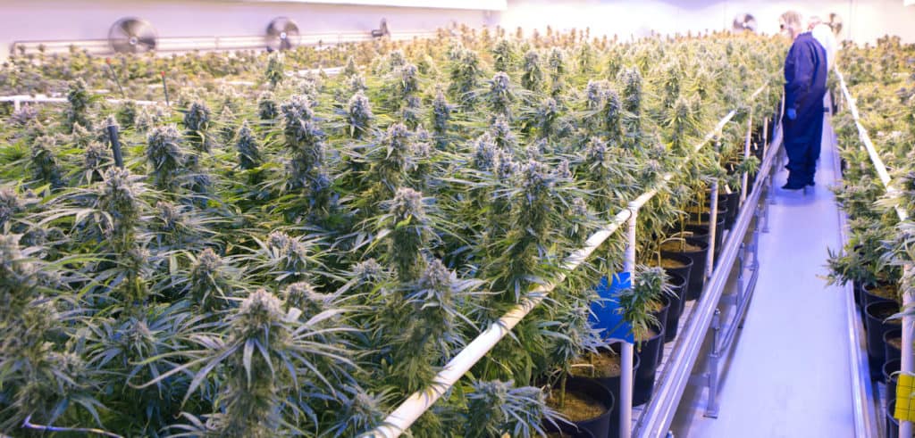 Commercial grow room filled with flowering cannabis