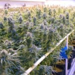 Commercial grow room filled with flowering cannabis