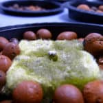 hydroponic seeds