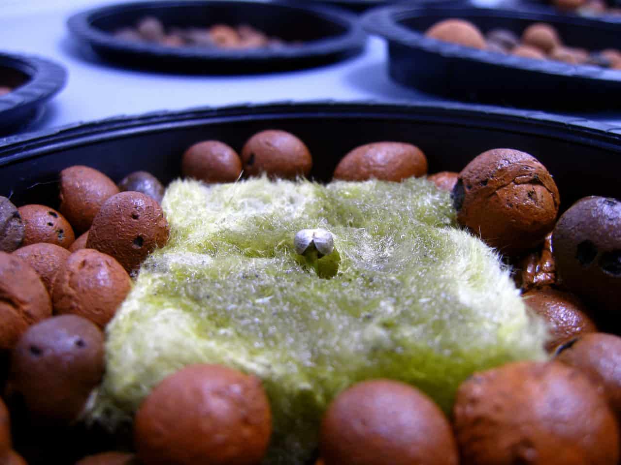 8 Best PH And PPM Pens And Meters For 2020