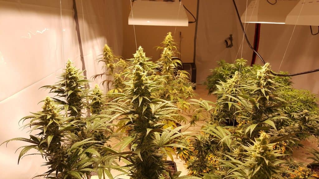 HPS lights over flowering cannabis plants indoors