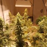 HPS lights over flowering cannabis plants indoors