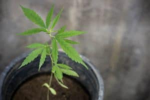 young cannabis plant