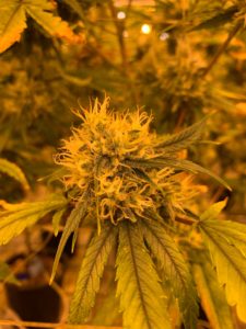 marijuana plant under hps light
