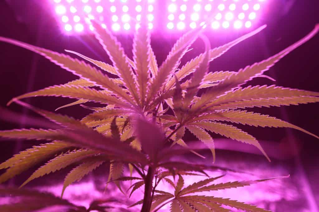 LED grow light over cannabis plant