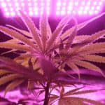 LED grow light over cannabis plant
