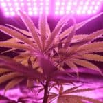 LED grow light over cannabis plant