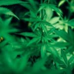 Green leafy cannabis plants