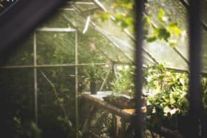 greenhouse for growing marijuana
