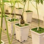 Reverse Osmosis Cannabis