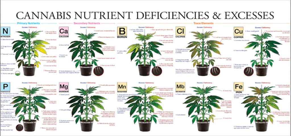 chart of cannabis plant nutrient issues