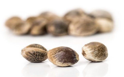 close up of cannabis seeds