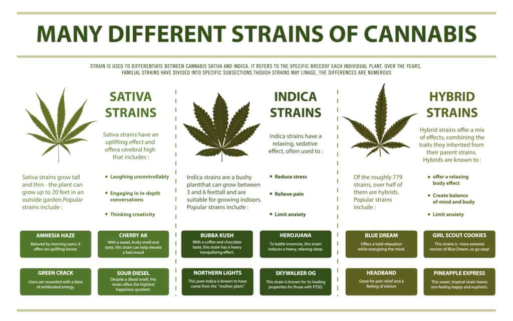 sativa vs indica vs hybrid strains comparison chart