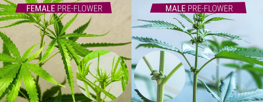 comparison of male and female cannabis plant
