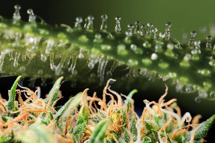 clear trichome heads lead harvesting window