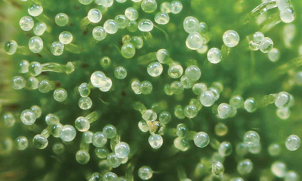 milky trichome heads ready for harvesting