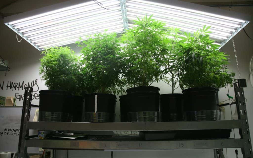 T5 grow lights in twin 8-bulb fixtures over cannabis