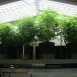 T5 grow lights in twin 8-bulb fixtures over cannabis