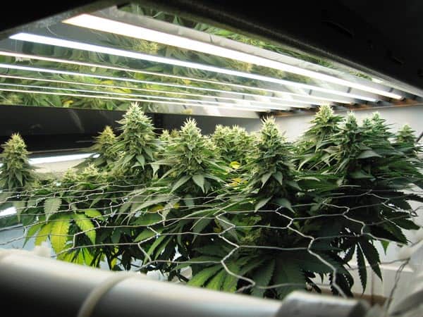 setup of t5 grow lights placed close to cannabis plants