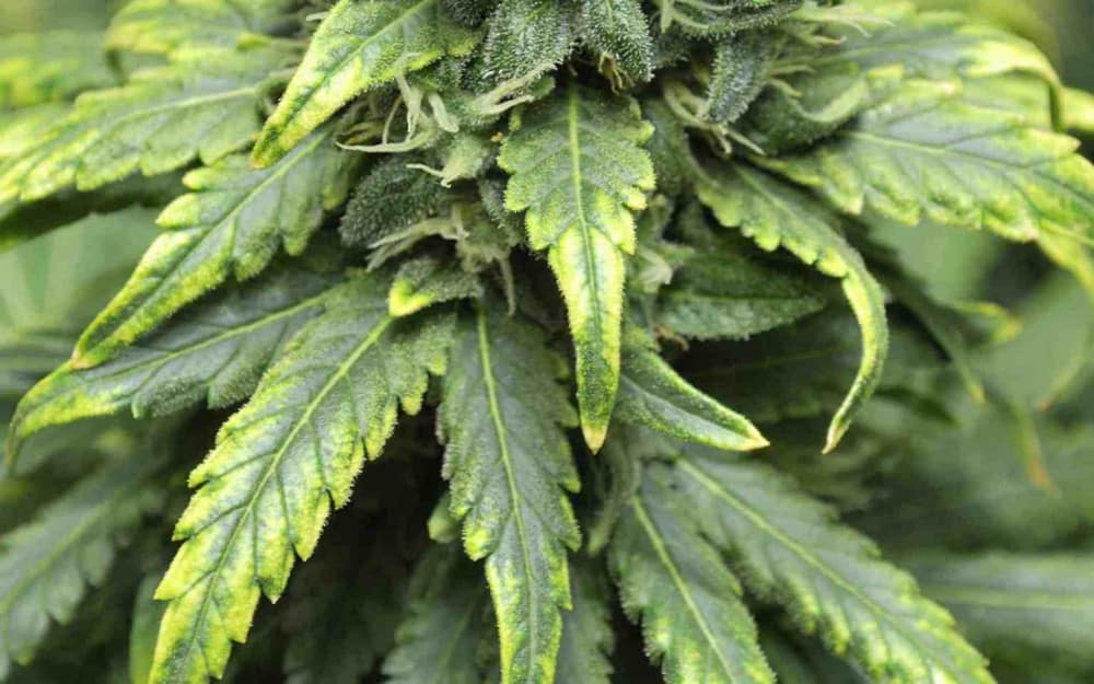 cannabis leaves yellowing and wilting from nutrient deficiency