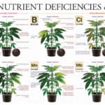 Ten nutrient deficiencies in cannabis plants illustrated