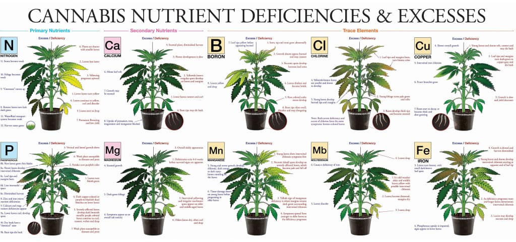 Ten nutrient deficiencies in cannabis plants illustrated