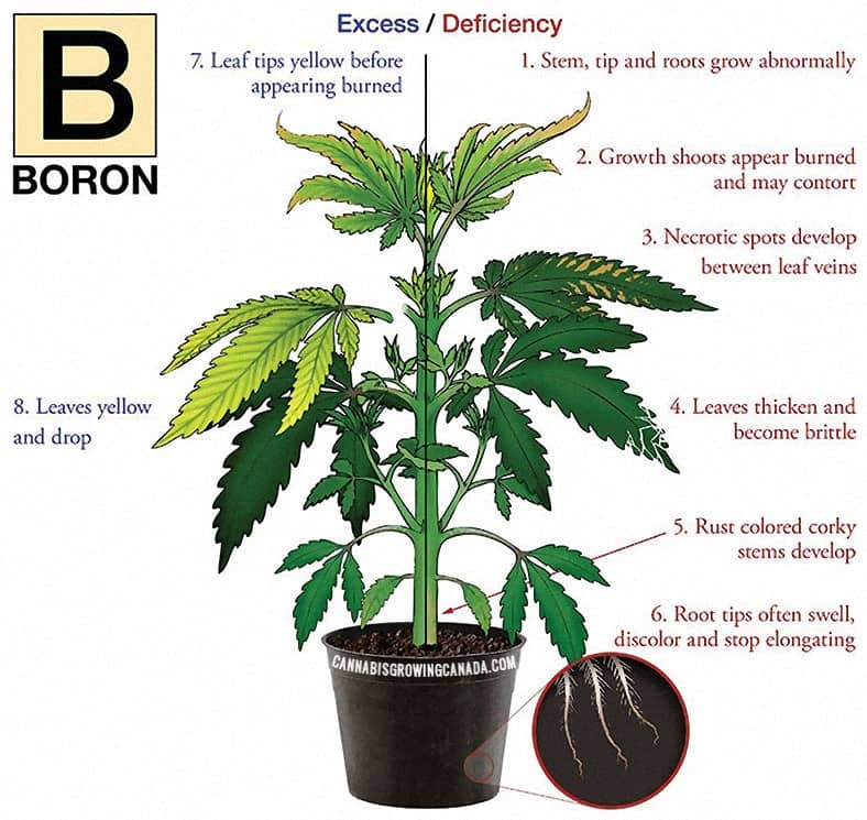cannabis plant with boron deficiency