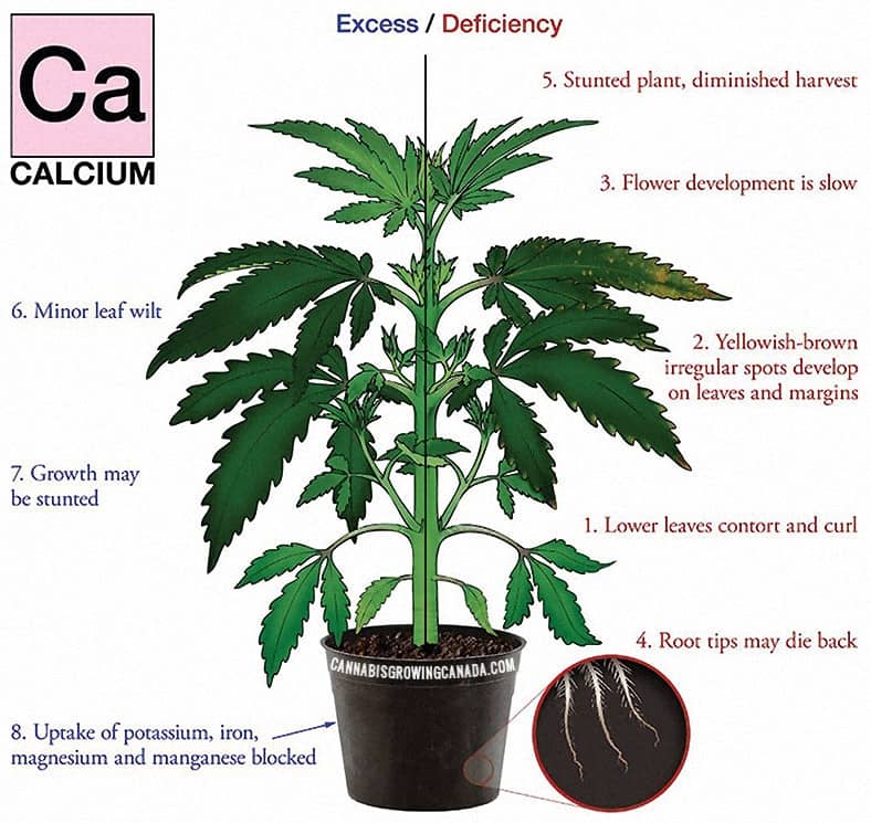 cannabis plant with calcium deficiency