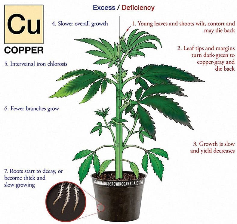cannabis plant with copper deficiency